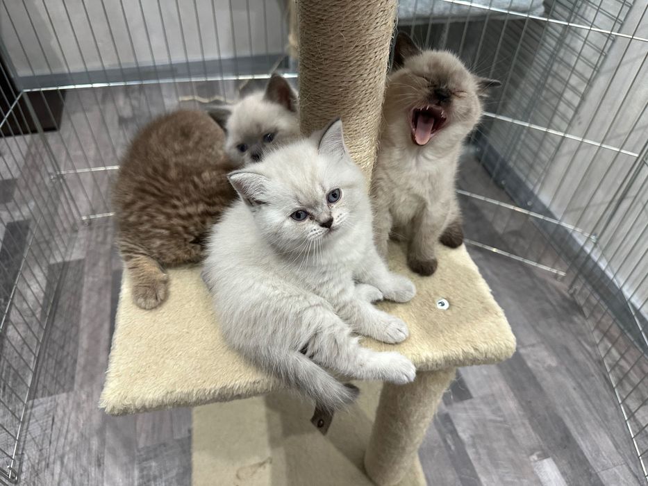 Британски котета