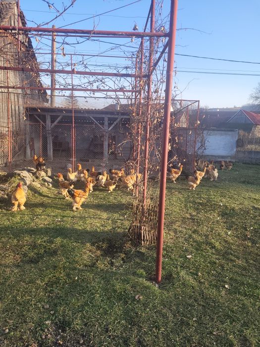 Vând cocoși brahma columbia