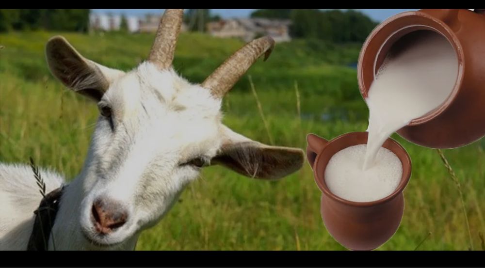 Молоко 1 литр 1000т