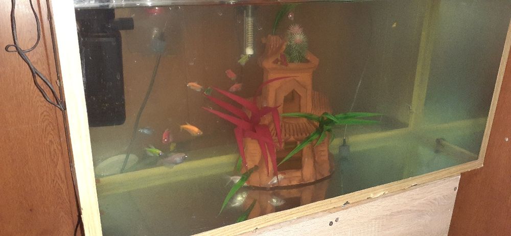 Ternessa Rangli baliqlar sotladi