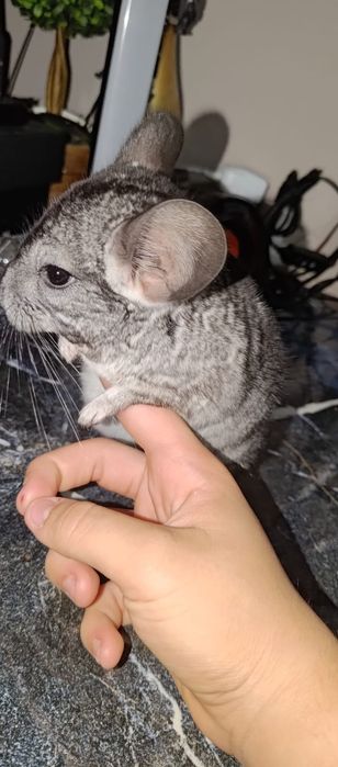 Vând șinșila,8 luni