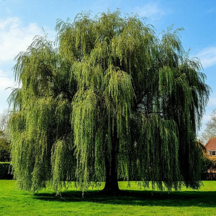 Декаративни дарахтларни сотилади