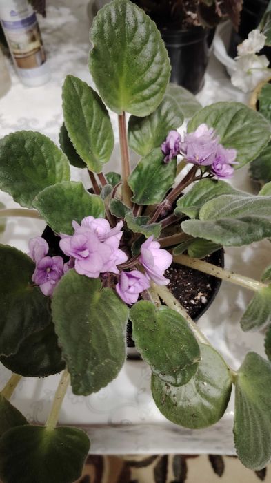 Комнатные растения