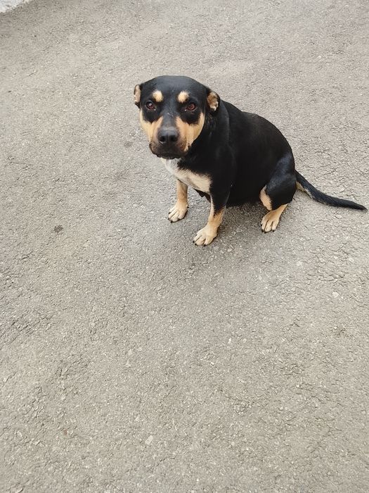 Bihor.Dau spre adopție cățelușa sterilizata