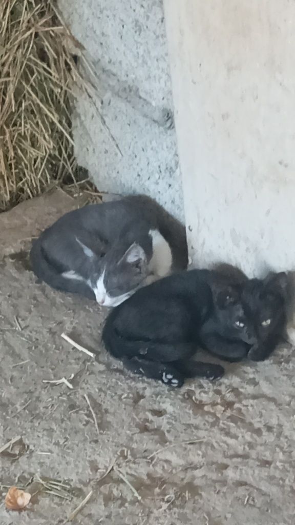 Котята в добрые руки с доставкой