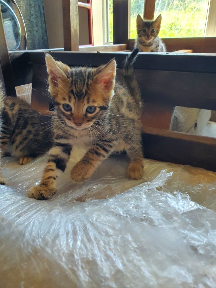 Бенгалска котка.,котета