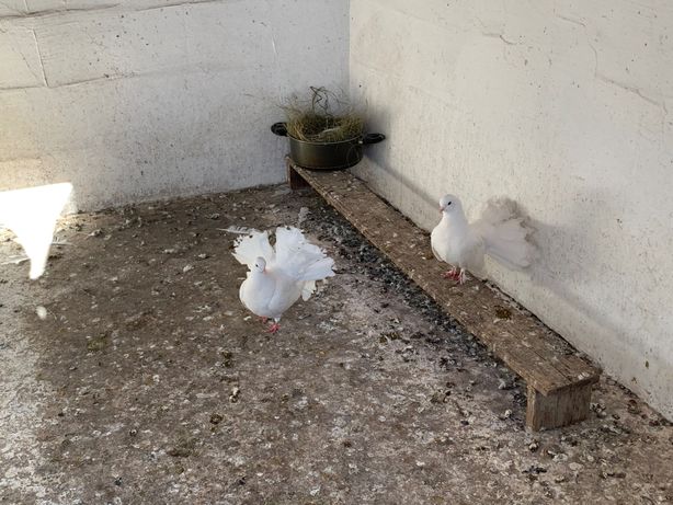 Porumbeii curcani albi(pereche fată și băiat)
