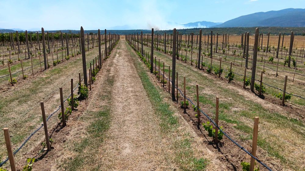 Агрономически консултации - овощни,зеленчукови и полски култури