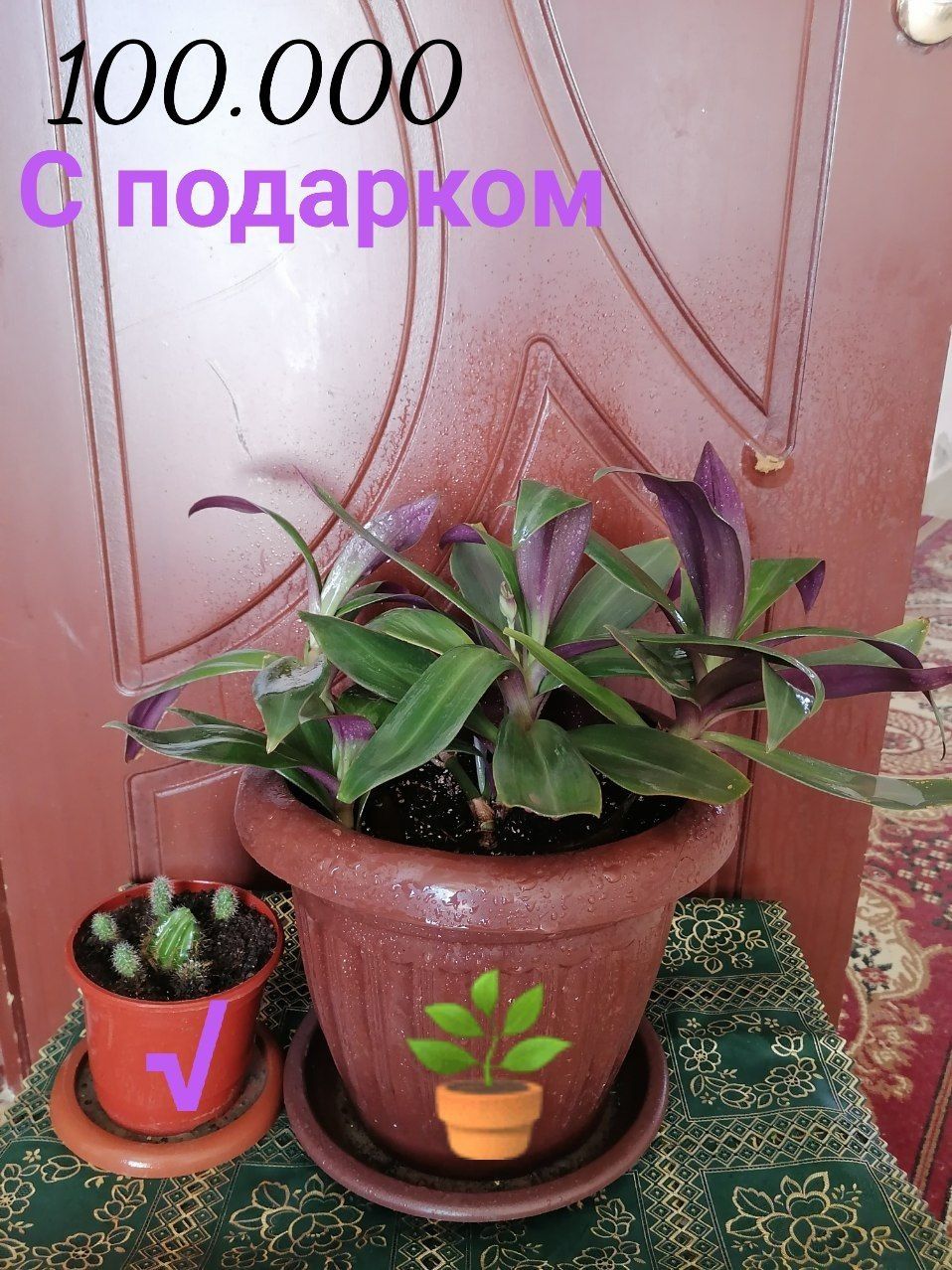 Комнатаные растения