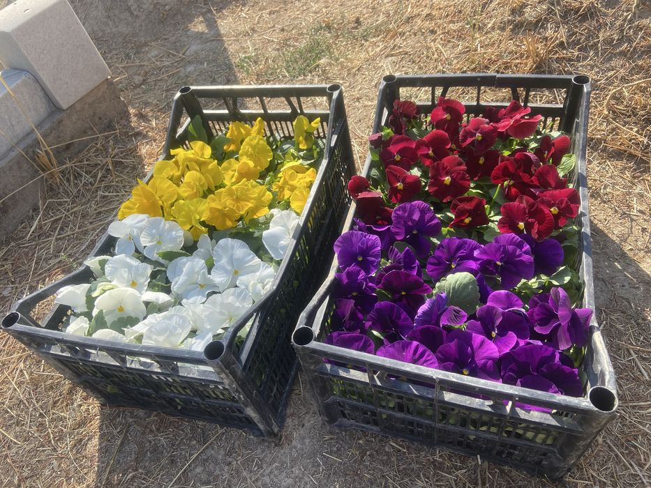 Mavsumiy viola gullari
