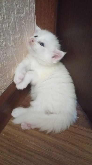Кошечка девочка мейнкунчик