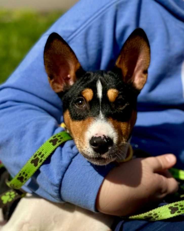 Catelus basenji,  mascul,  tricolour