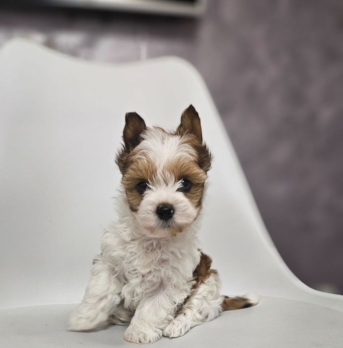 Yorkshire terrier fetita biewer.