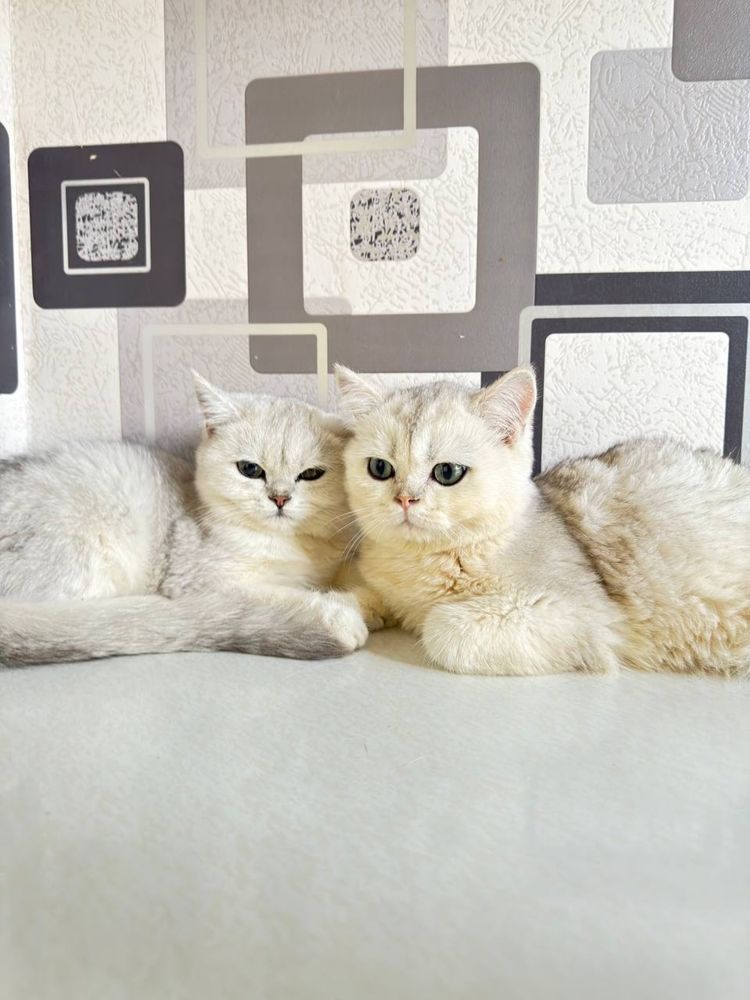 Mushik/кот/котёнок/шиншилла/chinchilla//mushuk/порода/shinshilla