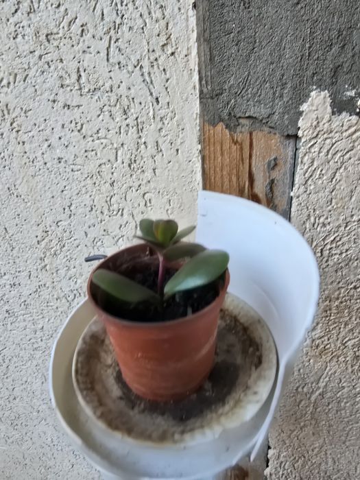 Planta banilor ,Crasuela