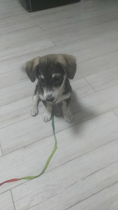 Продам собаку в Ташкенте