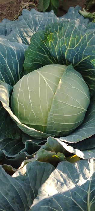 Varza de vânzare Mutima pentru murat 2-4 kg