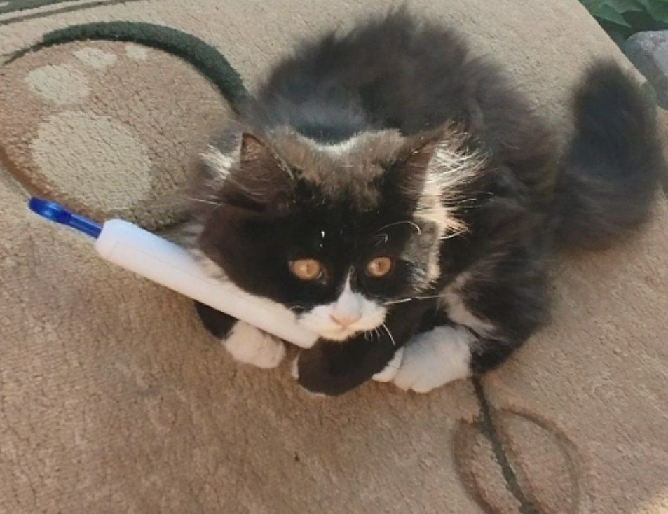 Котик милашка ищет дом