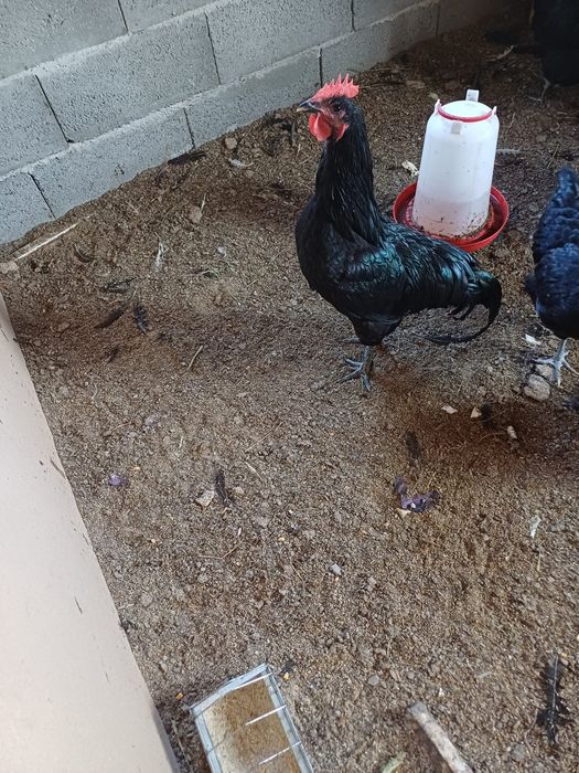 Vand Cocosi astrolop