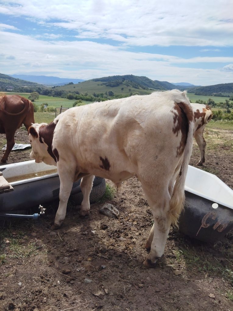 Vaca cu vitel de 7 luni