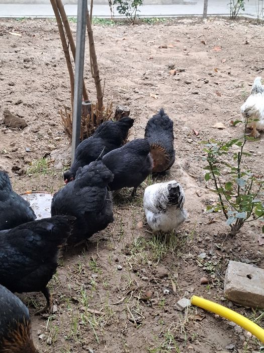 Асалому алекум хаммаси соглом товуклар