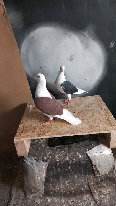 Vand porumbei voiajori