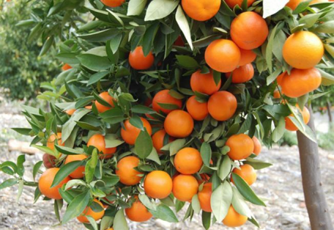 Mandarin Altoit La Ghiveci