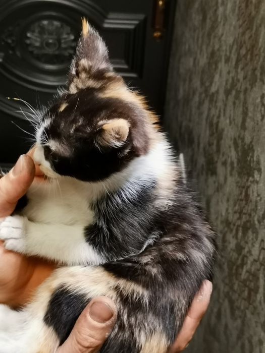 Котята в хорошие добрые руки