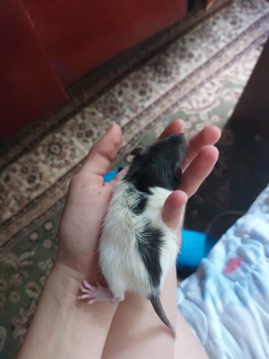 Крысята месяц от роду