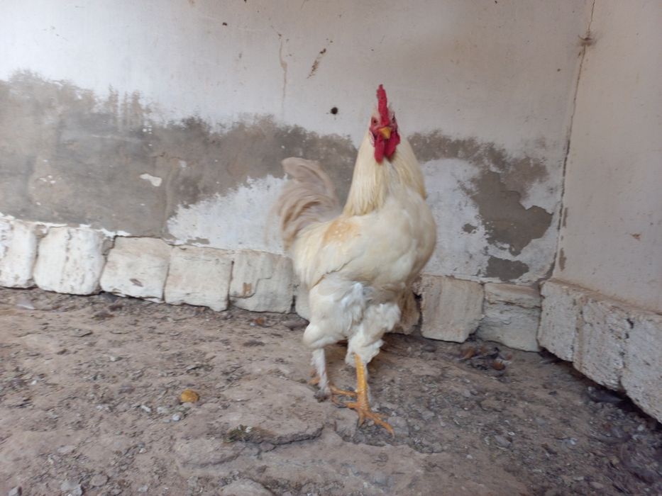 Атештер сатылады