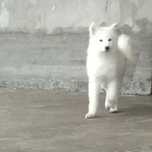 Samoyed iti sotiladi. Srochna. Sibiriskiy toza zot