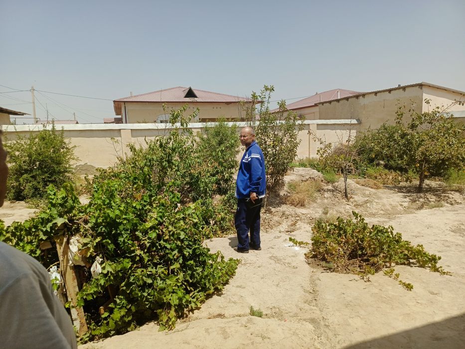 Guzor kotej/Гузор котеж/Kotej/Katej/катеж