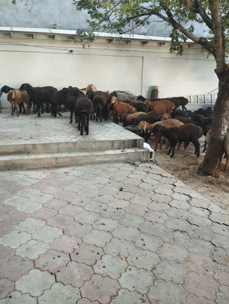 Qozilar sotiladi