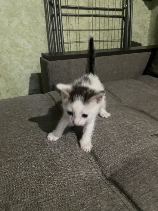 Отдам даром милых котят