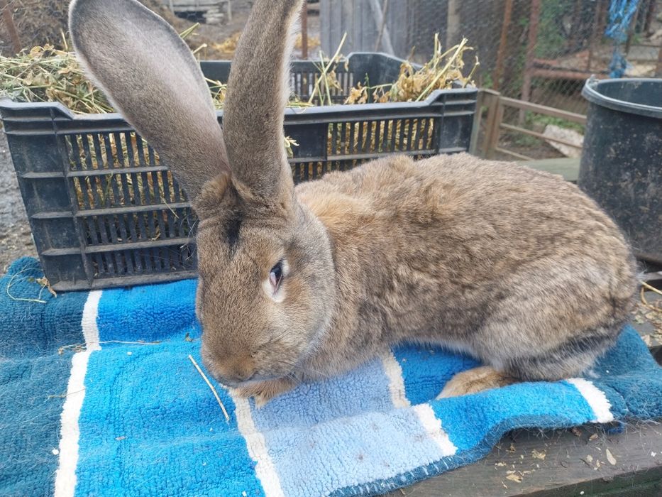 De vânzare iepurii ,