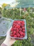 Vand zmeura Bio productie proprie