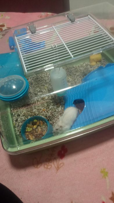 Hamster pitic de vanzare