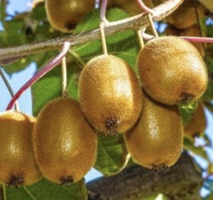 Kiwi actinidia delicios la ghiveci