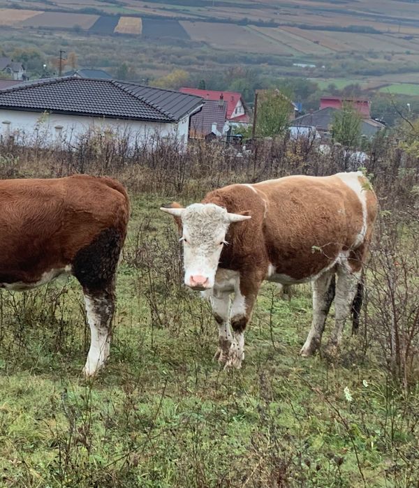 De vânzare taur bălțat