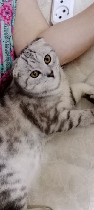 Британский кот .