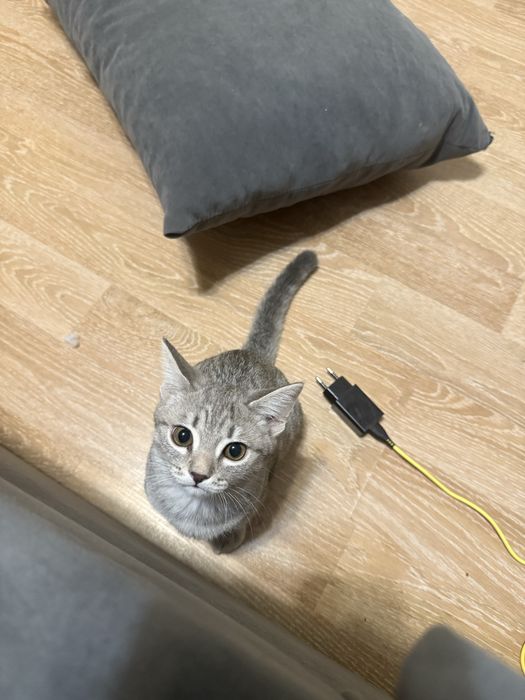 Котенок 4-5мес.