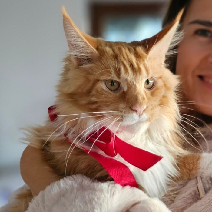 Pisoi superb, mascul – roșu tigrat cu alb, 5 luni