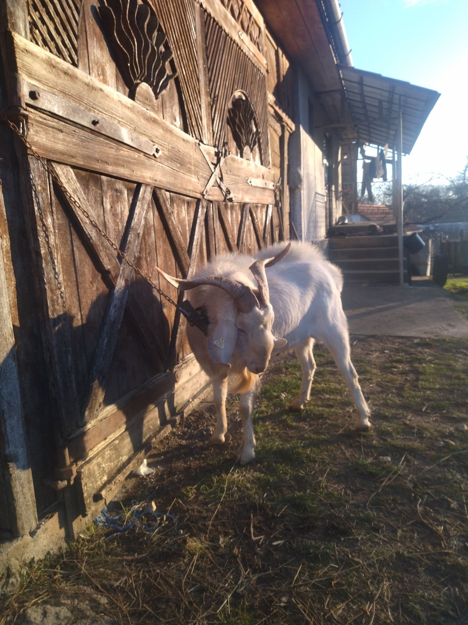 Vând țap tânăr și frumos