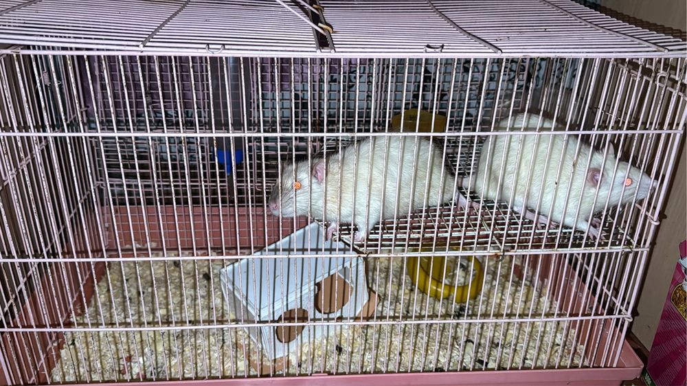 продам крыс с большой клеткой и кормом