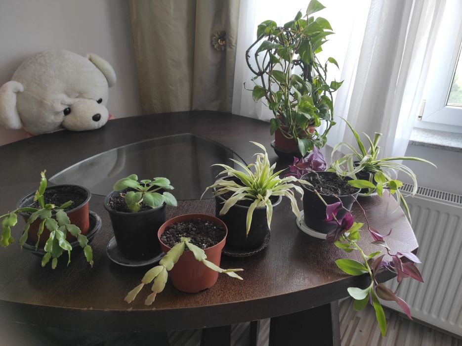 Vând diverse plante preturi încăpând de la 10 Ron cele mici