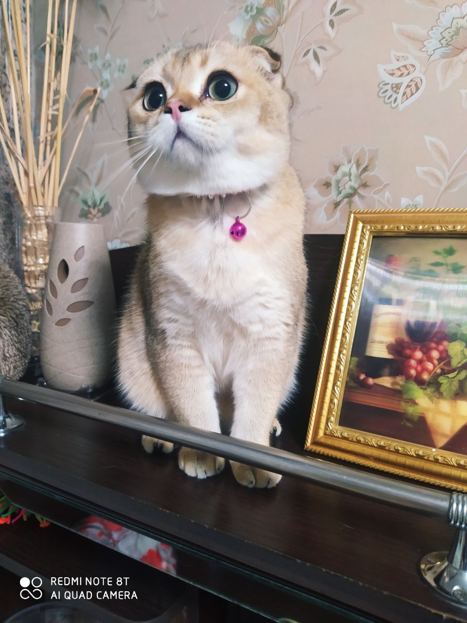 Вязка шикарный ширококосный кот шиншила