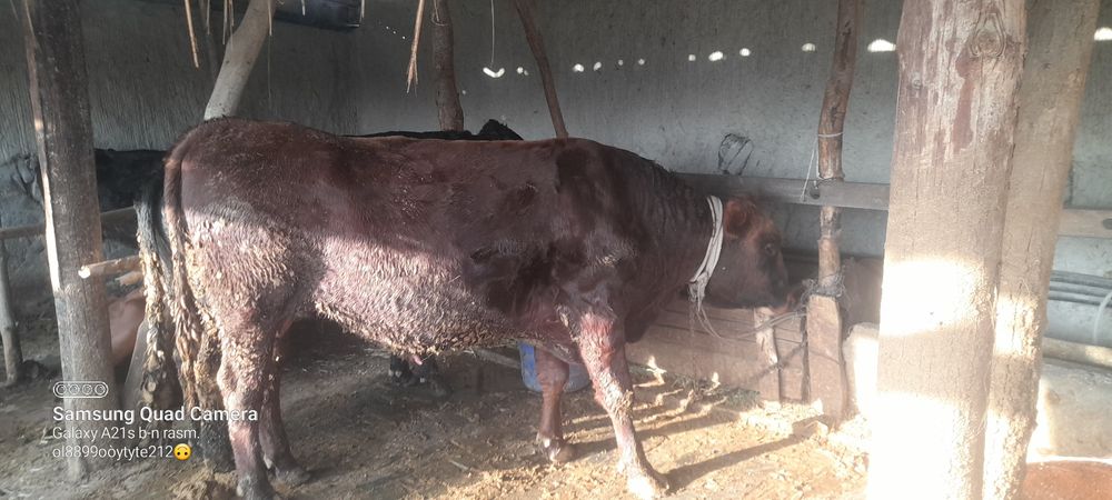 сотилади букалар