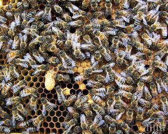Продавам пчелни семейства рояци