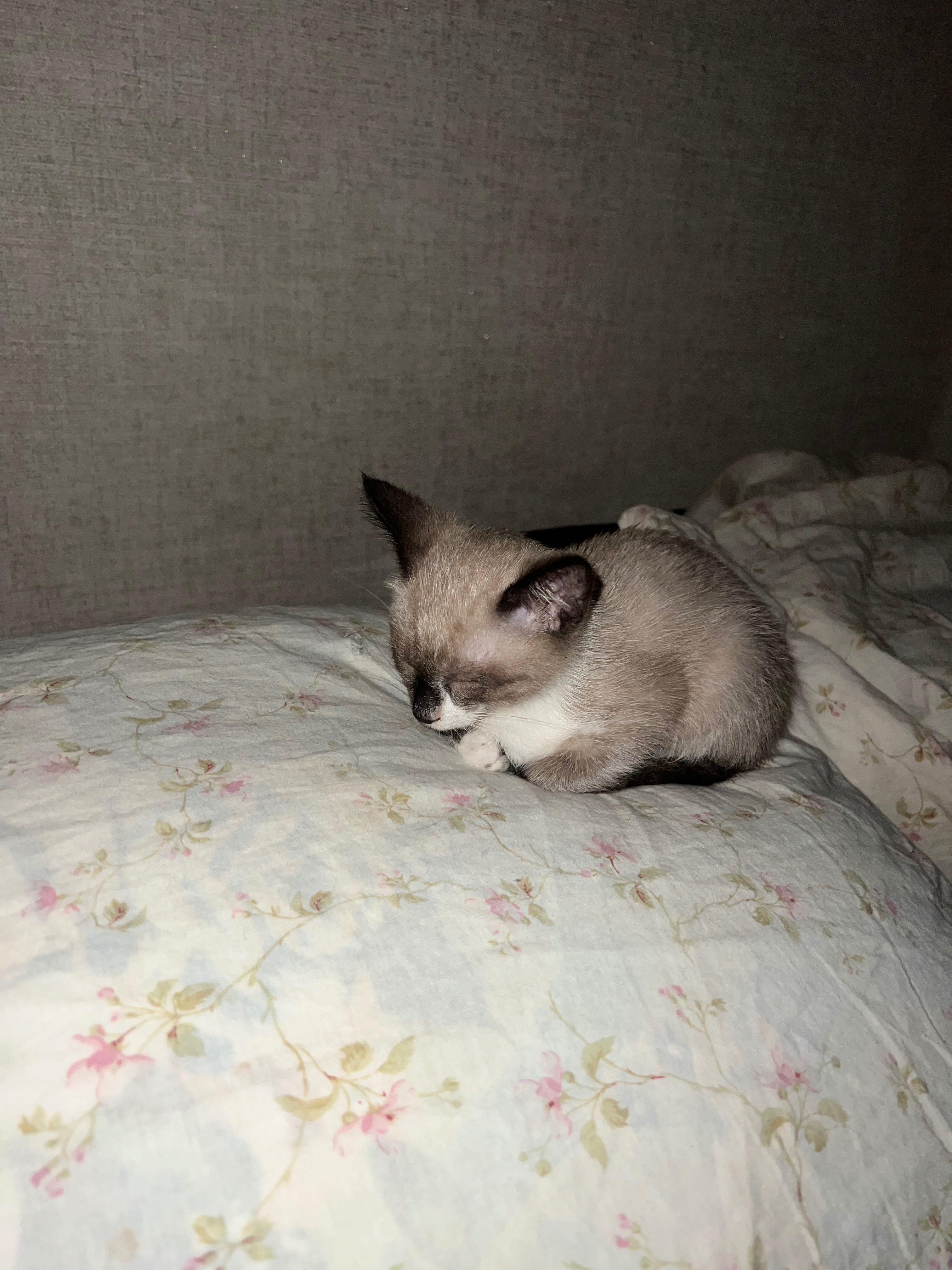 Котенок отдаем даром