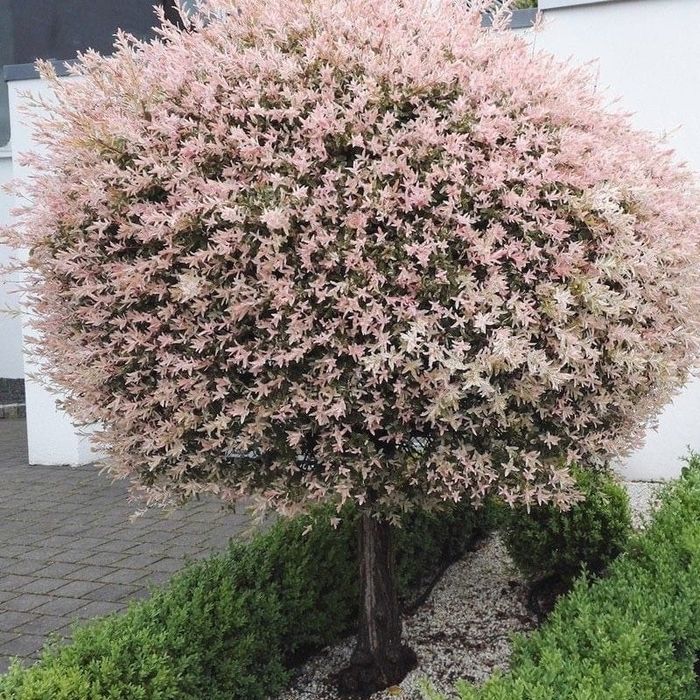 Cires japonez artari japonezi